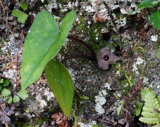 Asarum simile